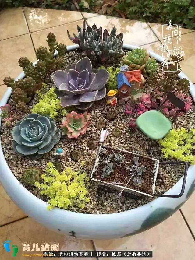 为多肉痴,为多肉狂,开学季,宝妈喜洋洋