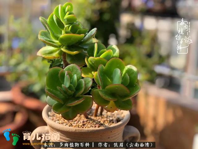 为多肉痴,为多肉狂,开学季,宝妈喜洋洋