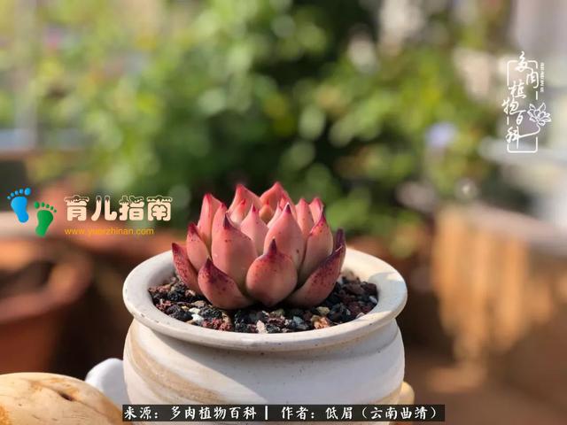 为多肉痴,为多肉狂,开学季,宝妈喜洋洋