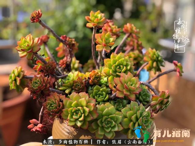 为多肉痴,为多肉狂,开学季,宝妈喜洋洋