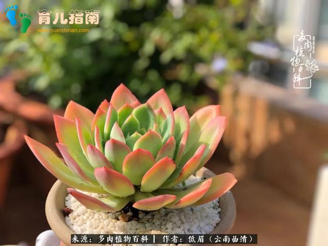 为多肉痴,为多肉狂,开学季,宝妈喜洋洋