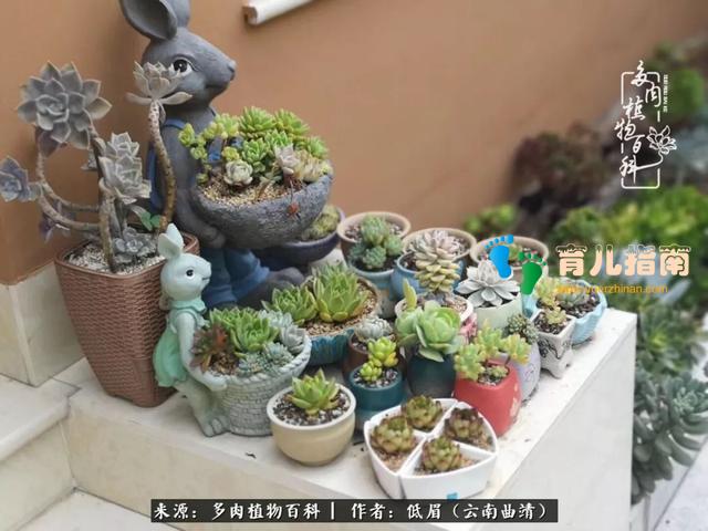 为多肉痴,为多肉狂,开学季,宝妈喜洋洋