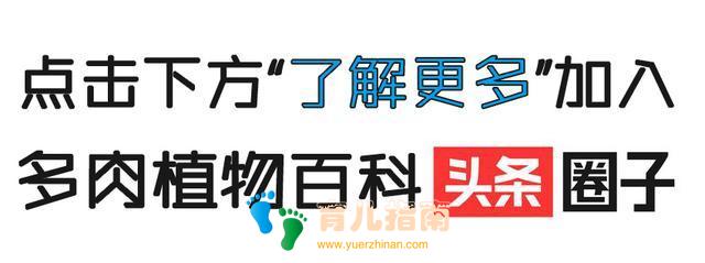 为多肉痴,为多肉狂,开学季,宝妈喜洋洋