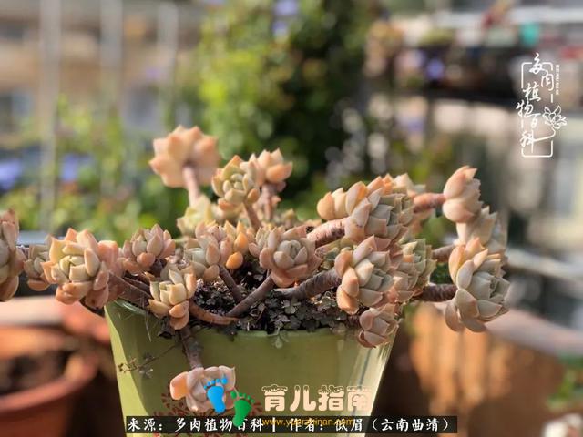 为多肉痴,为多肉狂,开学季,宝妈喜洋洋