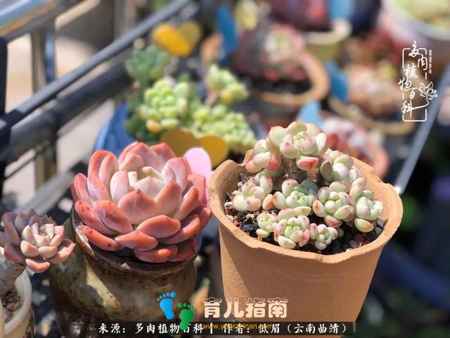 为多肉痴,为多肉狂,开学季,宝妈喜洋洋