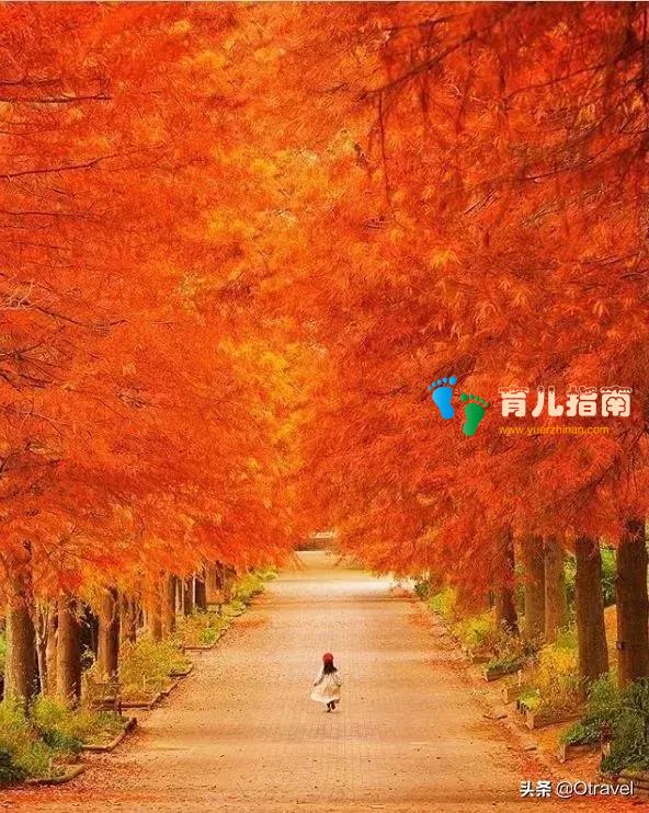 红叶与和牛,日本幼儿园半日生活体验,小众北海道秋天亲子玩法