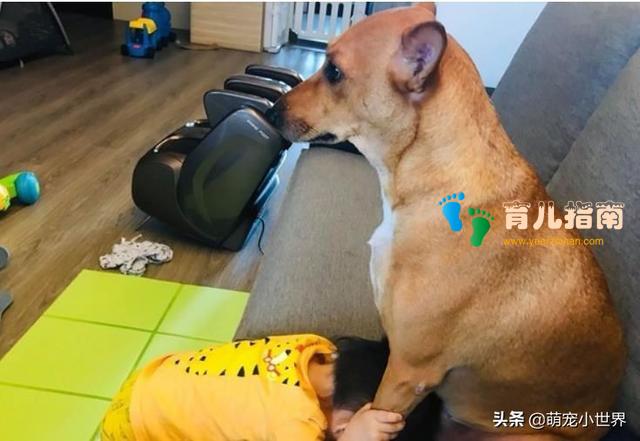 被老婴儿逼到沙发角落,汪保姆完全不理弟弟的模样好笑又让人心疼