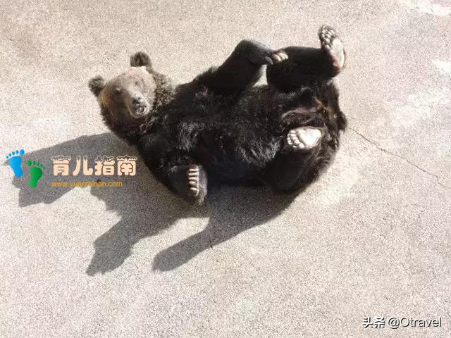 红叶与和牛,日本幼儿园半日生活体验,小众北海道秋天亲子玩法