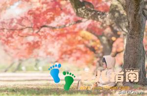 红叶与和牛,日本幼儿园半日生活体验,小众北海道秋天亲子玩法