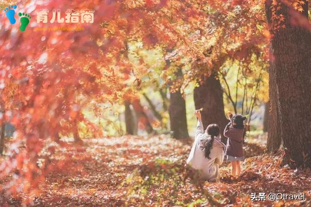 红叶与和牛，日本幼儿园半日生活体验，小众北海道秋天亲子玩法
