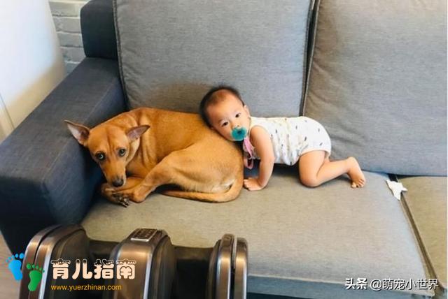 被老婴儿逼到沙发角落,汪保姆完全不理弟弟的模样好笑又让人心疼