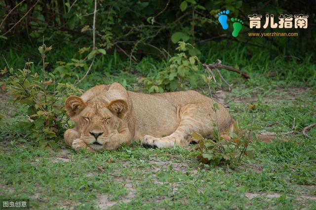 孩子不积极、没主见?脑科学专家:大脑天性懒惰,战胜要有方法