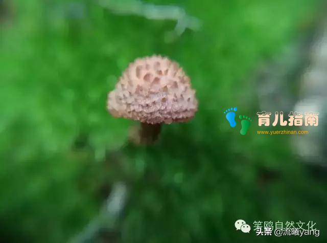 美的导师---发现自然美的新视野