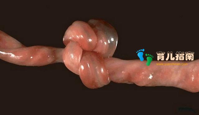 营养物质 营养物质