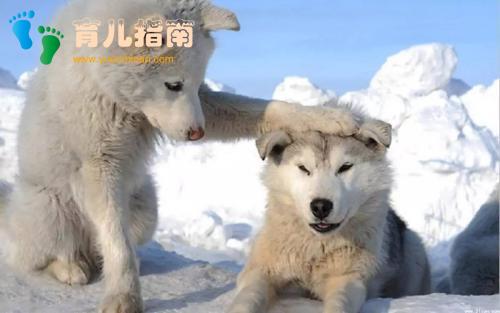 怀孕期间 怀孕期间