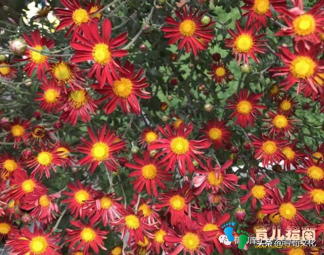 梅兰竹菊 梅兰竹菊