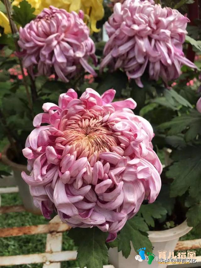 梅兰竹菊 梅兰竹菊