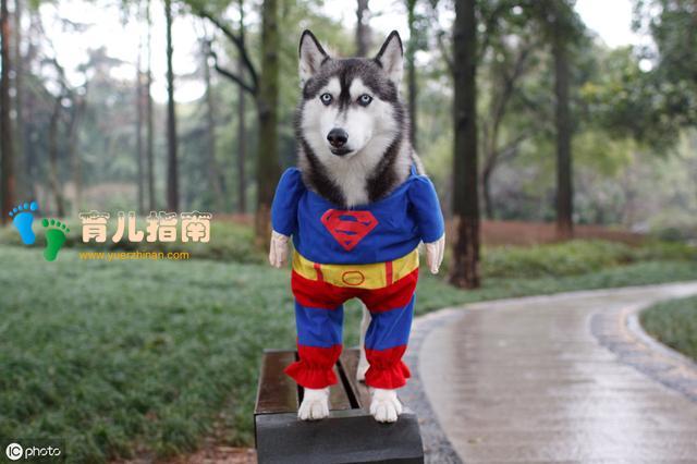 虐待动物 虐待动物