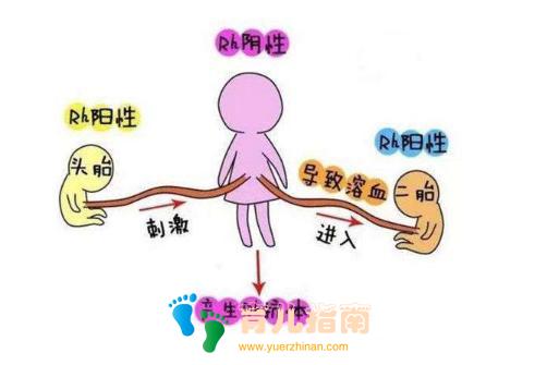 Rh阴性 Rh阴性