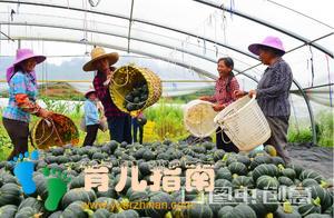 这种南瓜粉糯香甜，还有板栗味，好吃又营养，做法还很简单