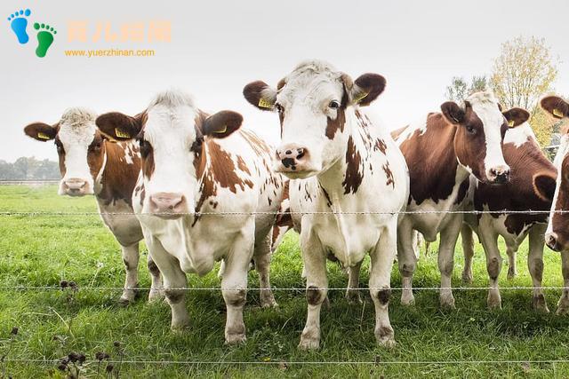 奶牛 奶牛