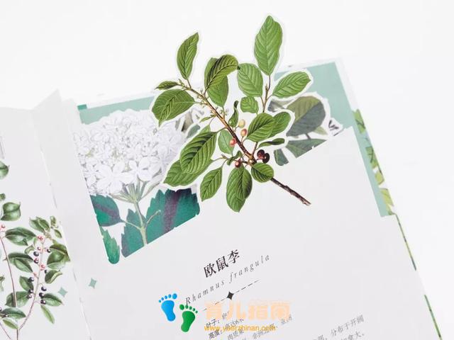 纸上景观:花卉 纸上景观:花卉