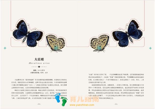 纸上景观:鸟类 纸上景观:鸟类