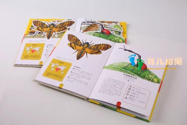 纸上景观:鸟类 纸上景观:鸟类