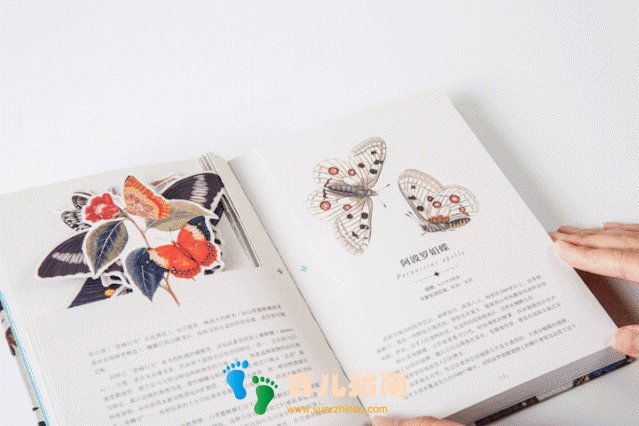 纸上景观:神奇动物 纸上景观:神奇动物