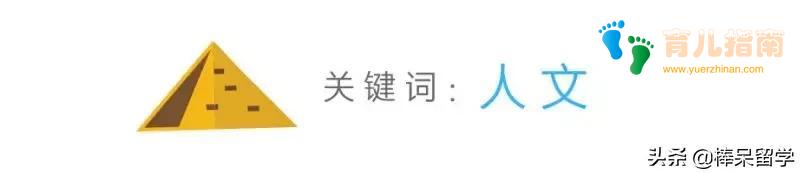 猫科动物 猫科动物