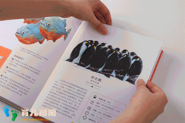 纸上景观:树木 纸上景观:树木