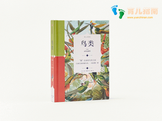 纸上景观:花卉 纸上景观:花卉