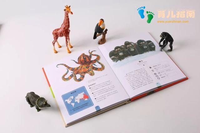 纸上景观:花卉 纸上景观:花卉