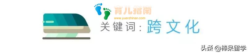 猫科动物 猫科动物