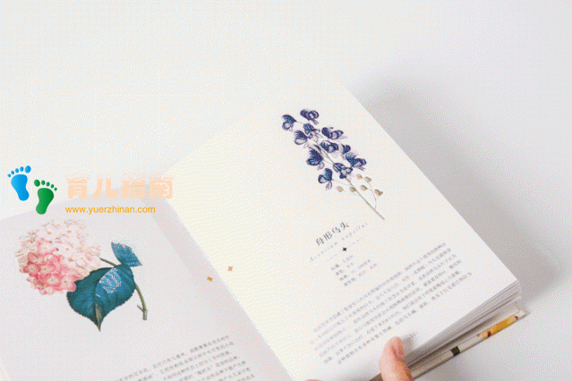 纸上景观:蝴蝶 纸上景观:蝴蝶