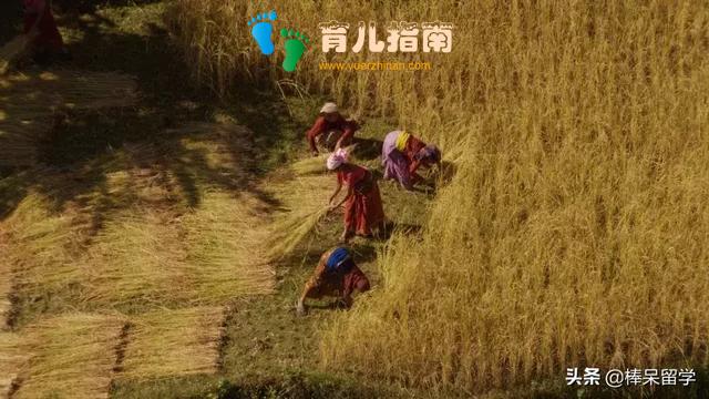 猫科动物 猫科动物