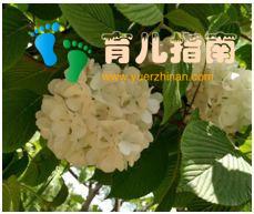 纸上景观:奇异虫子 纸上景观:奇异虫子