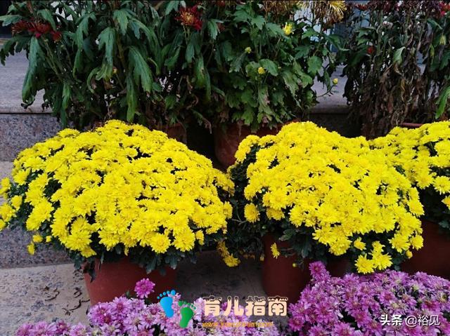 虎妈猫爸 虎妈猫爸