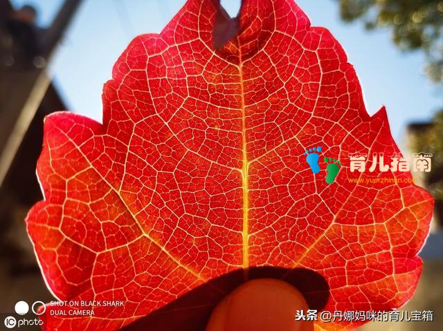 蒙特梭利 蒙特梭利