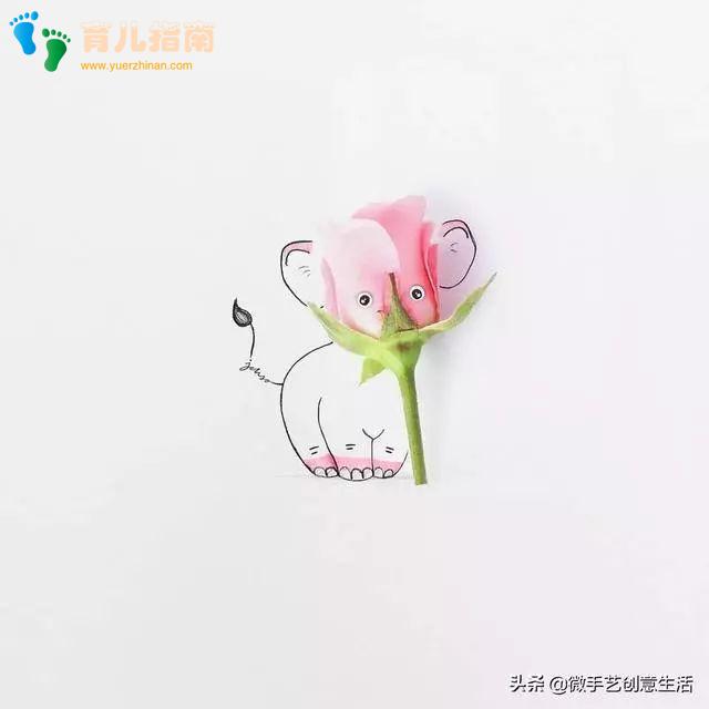 牵牛花 牵牛花