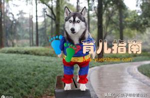 三岁儿子的童言无忌 三岁儿子的童言无忌