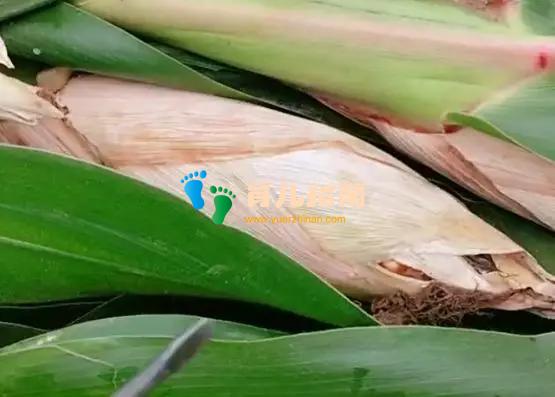 全能宝妈 全能宝妈