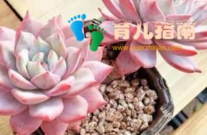 起名困难人士，就叫本宝宝心中多肉界的如梦佳人吧