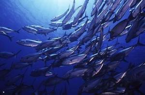 DHA都是从哪里来的呢