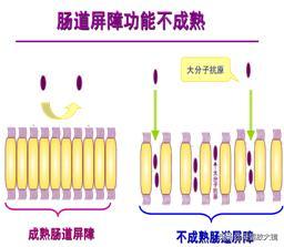 免疫系统 免疫系统