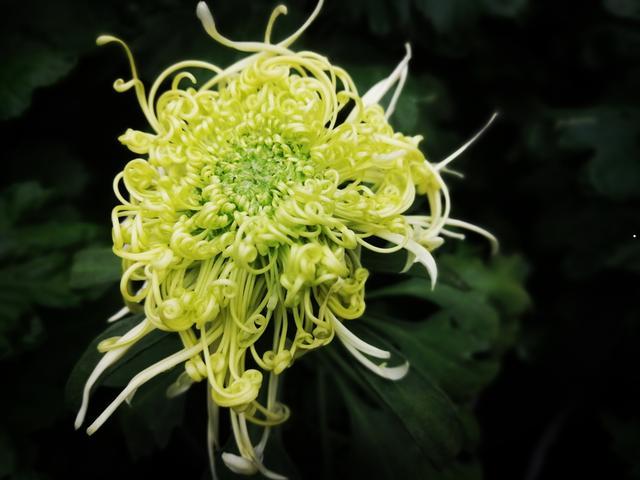 摄于人民公园摄于人民公园摄于 摄于人民公园摄于人民公园摄于