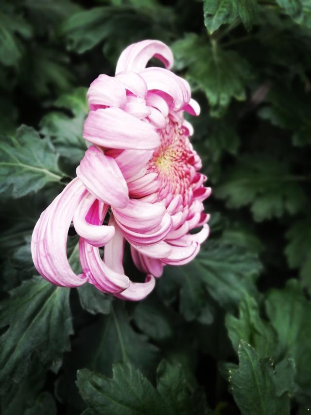 人民公园摄于人民公园摄于人民公园 人民公园摄于人民公园摄于人民公园