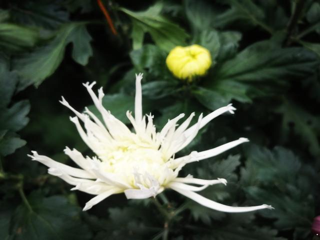 摄于人民公园摄于人民公园 摄于人民公园摄于人民公园