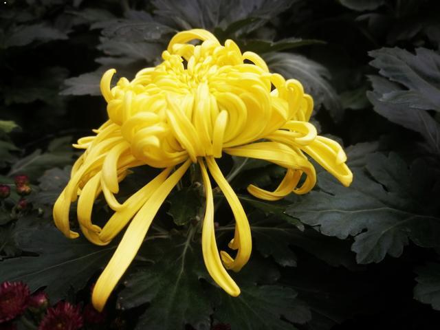 摄于人民公园摄于人民公园 摄于人民公园摄于人民公园