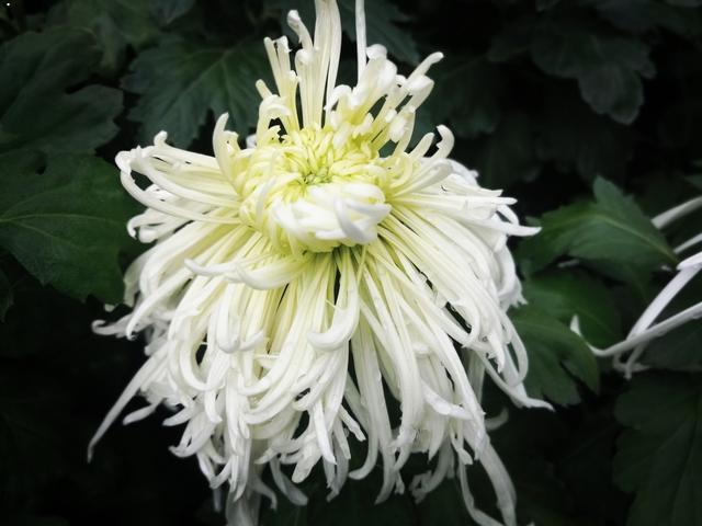 摄于人民公园摄于人民公园摄于 摄于人民公园摄于人民公园摄于